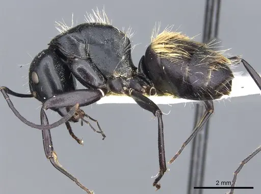 Camponotus posteropilus - CASENT0903565