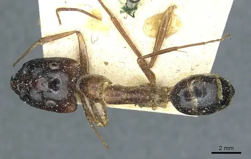 Camponotus posticus specimen