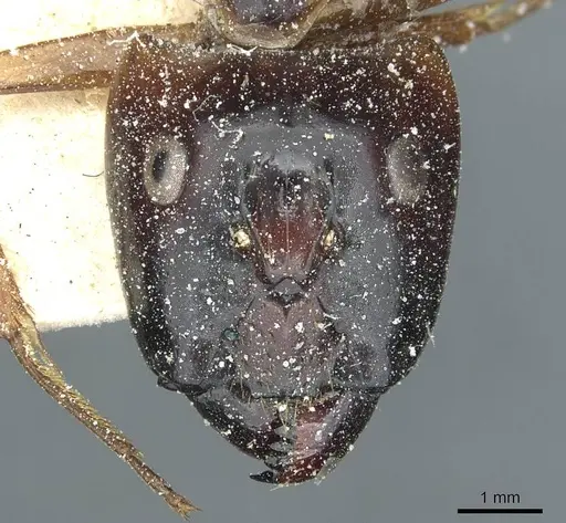 Camponotus posticus specimen