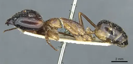 Camponotus posticus specimen