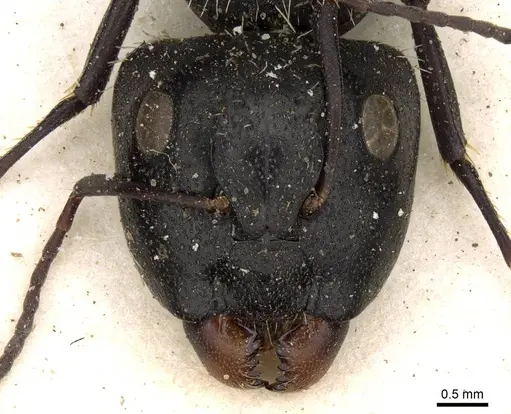 Camponotus postoculatus specimen
