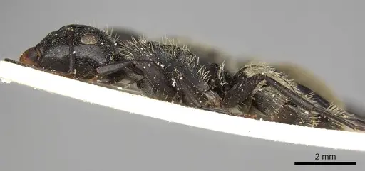 Camponotus postoculatus specimen