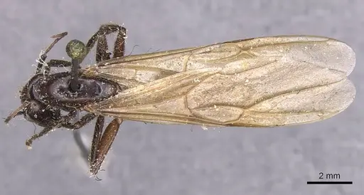 Camponotus pressipes specimen