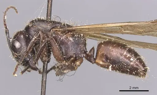 Camponotus pressipes specimen