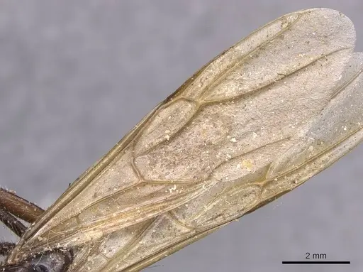 Camponotus pressipes - CASENT0905439