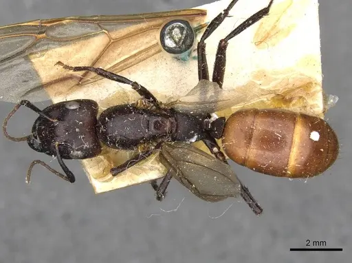 Camponotus pressipes - CASENT0910507