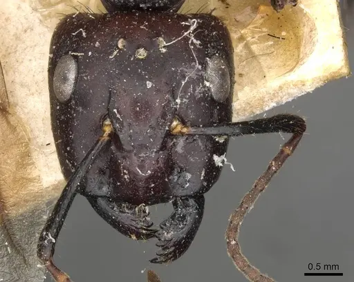 Camponotus pressipes - CASENT0910507