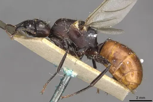 Camponotus pressipes - CASENT0910507