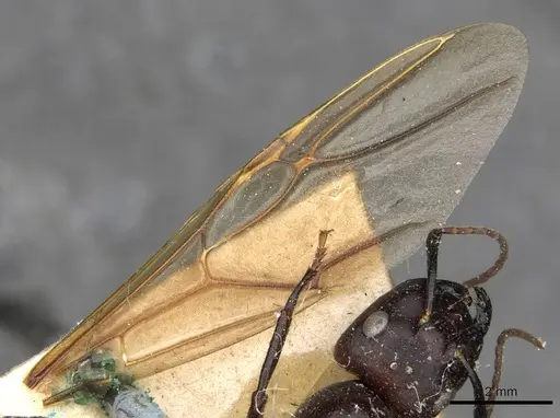 Camponotus pressipes - CASENT0910507