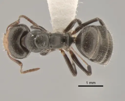 Camponotus propinquellus specimen