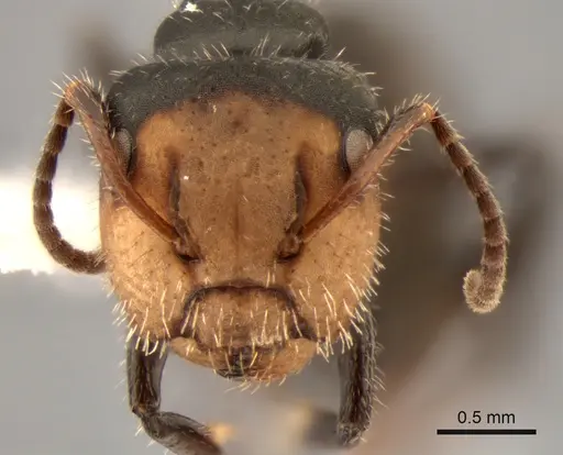 Camponotus propinquellus specimen
