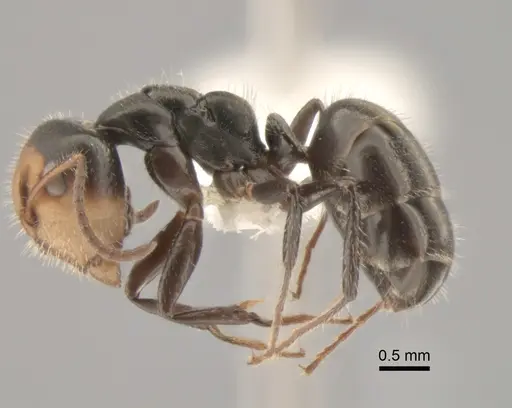 Camponotus propinquellus specimen