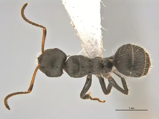 Camponotus propinquus specimen