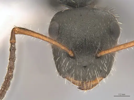 Camponotus propinquus specimen