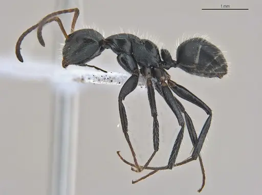 Camponotus propinquus specimen