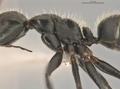 Camponotus propinquus - ANTWEB1053736