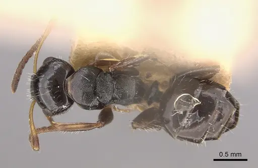 Camponotus propinquus - CASENT0217687