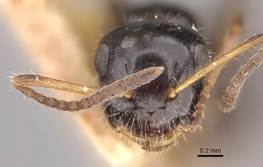 Camponotus propinquus - CASENT0217687