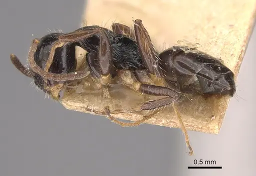 Camponotus propinquus - CASENT0217687