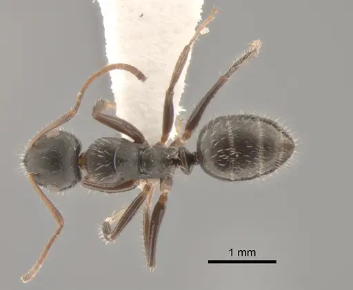 Camponotus propinquus - CASENT0862396
