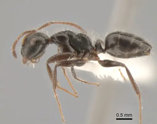 Camponotus propinquus - CASENT0862396