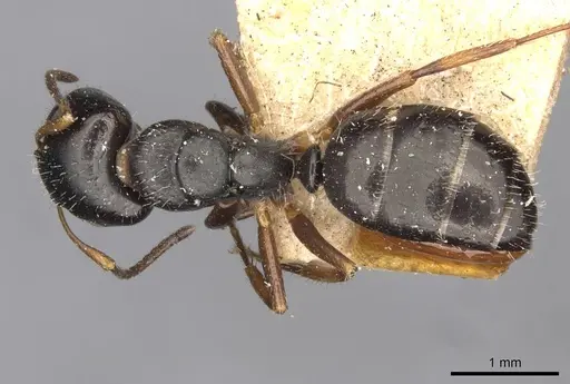 Camponotus propinquus - CASENT0910733