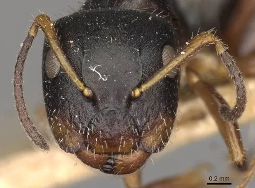 Camponotus propinquus - CASENT0910733