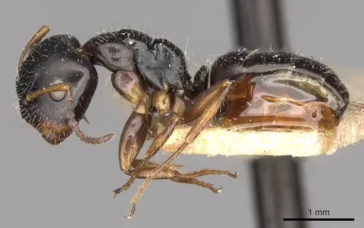 Camponotus propinquus - CASENT0910733