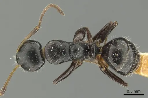 Camponotus propinquus - CASENT0915799