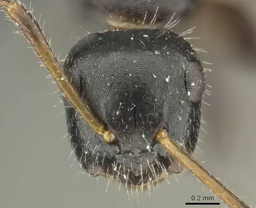 Camponotus propinquus - CASENT0915799