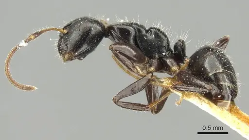 Camponotus propinquus - CASENT0915799