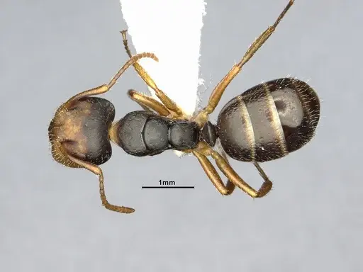 Camponotus propinquus - CASENT4032242