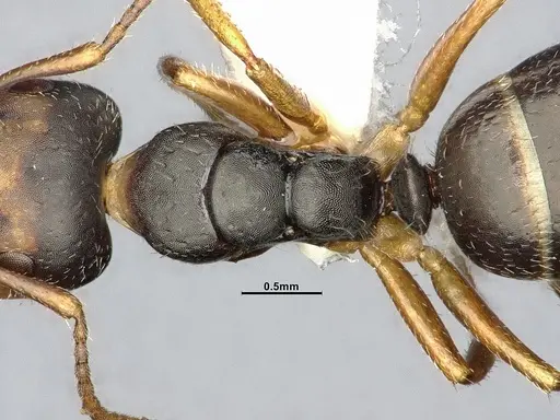 Camponotus propinquus - CASENT4032242