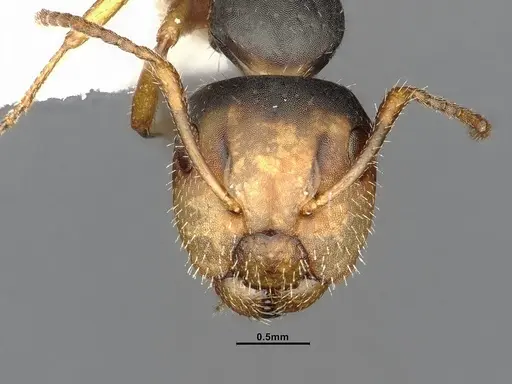 Camponotus propinquus - CASENT4032242