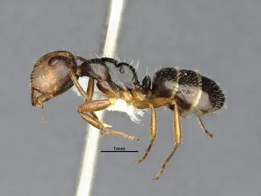 Camponotus propinquus - CASENT4032242