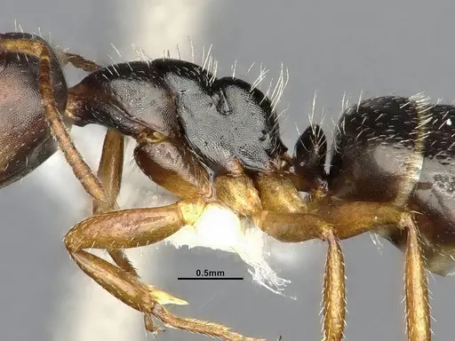 Camponotus propinquus - CASENT4032242