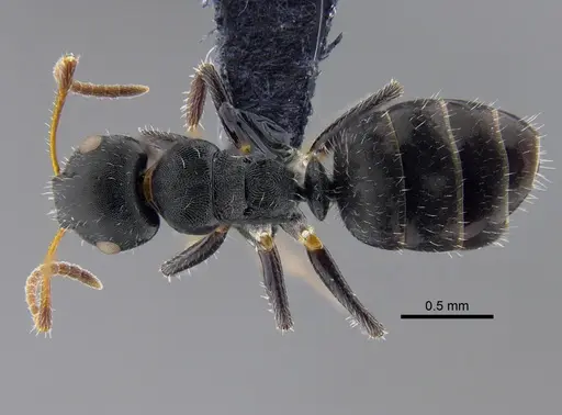 Camponotus propinquus - CBUMAGENT41779