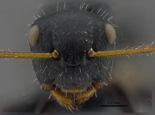 Camponotus propinquus - CBUMAGENT41779