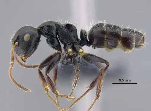 Camponotus propinquus - CBUMAGENT41779