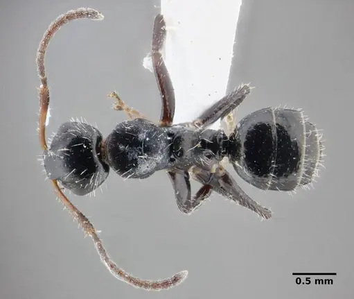 Camponotus propinquus - UFV-LABECOL-000070