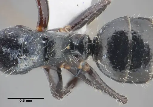 Camponotus propinquus - UFV-LABECOL-000070