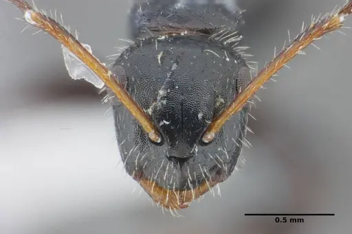 Camponotus propinquus - UFV-LABECOL-000070