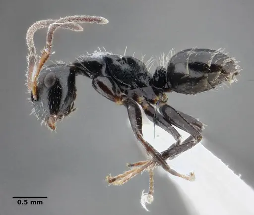 Camponotus propinquus - UFV-LABECOL-000070