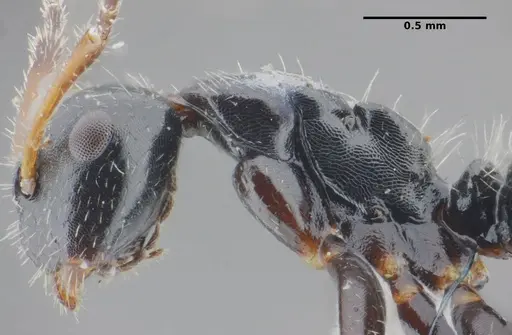 Camponotus propinquus - UFV-LABECOL-000070