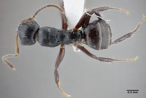 Camponotus propinquus - UFV-LABECOL-000071