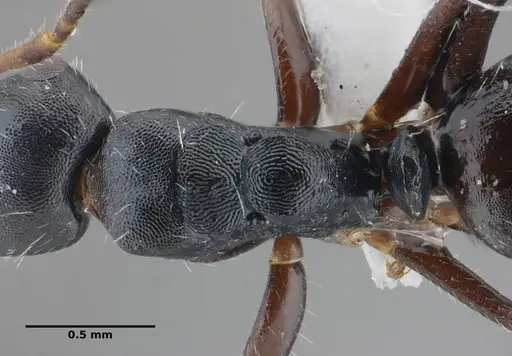 Camponotus propinquus - UFV-LABECOL-000071