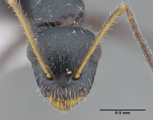 Camponotus propinquus - UFV-LABECOL-000071