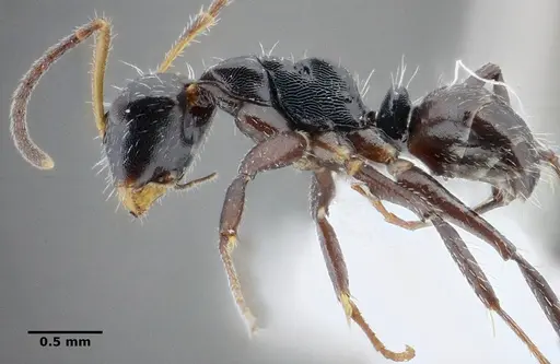 Camponotus propinquus - UFV-LABECOL-000071