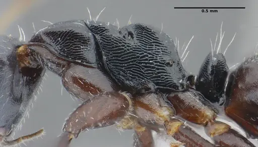 Camponotus propinquus - UFV-LABECOL-000071