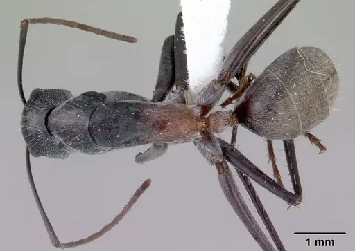 Camponotus prosseri specimen